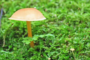 bruce trail wild mushrooms photography hockley valley provincial park