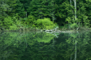 nogies creek morning green reflection