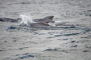 pleasant bay whale watching cape breton nova scotia