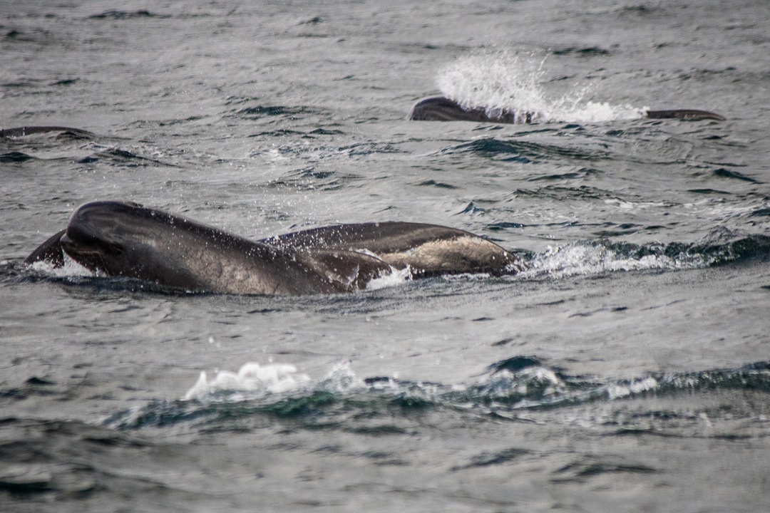 pleasant bay whale watching cape breton nova scotia