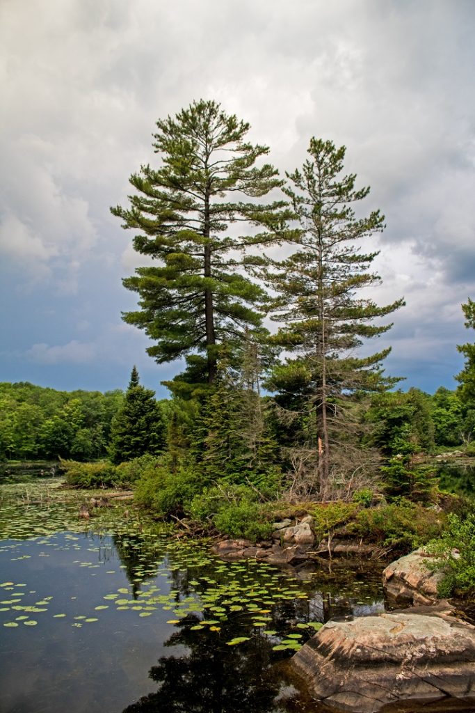 nogies creek ontario