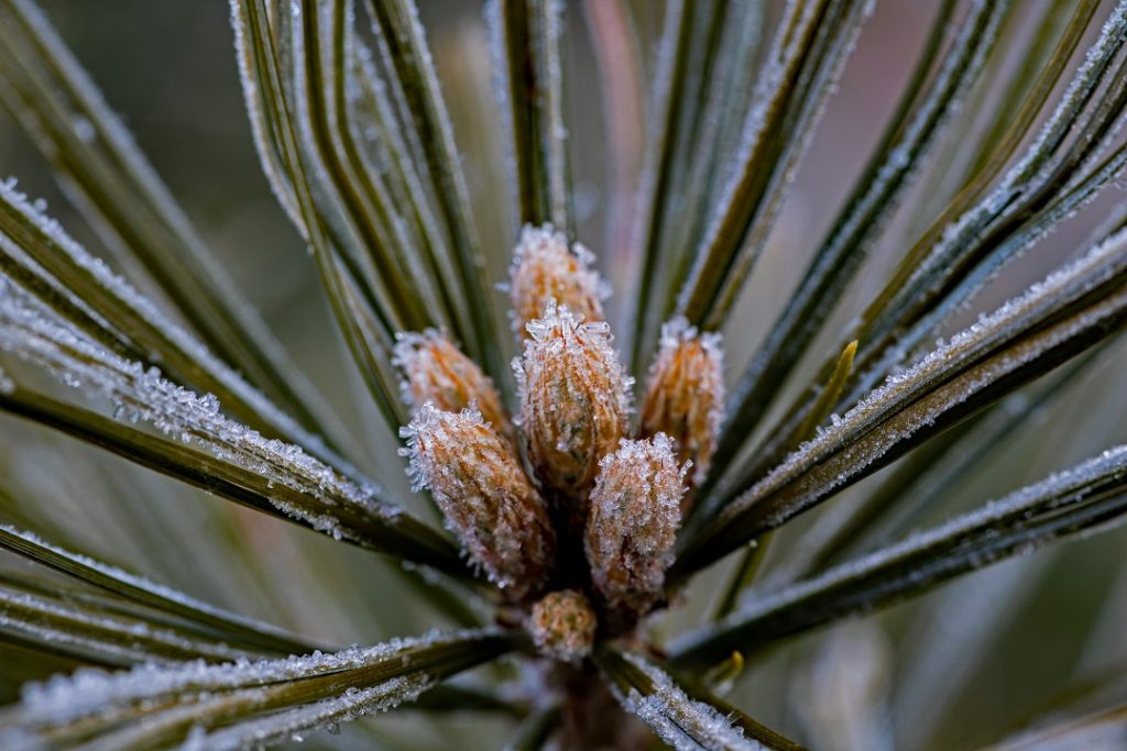 frost on pine needles