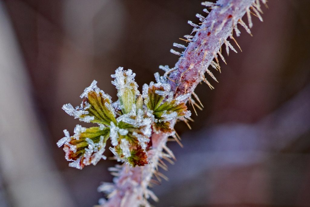 frost on raspberry bud