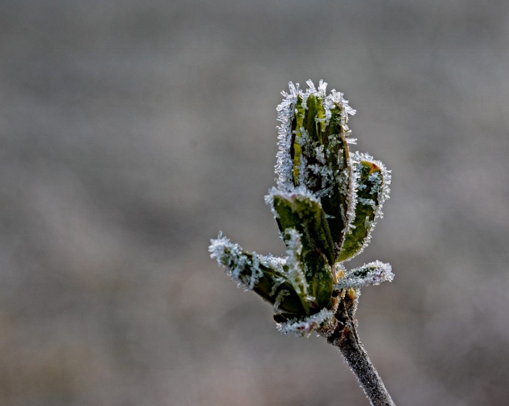 frost on bud