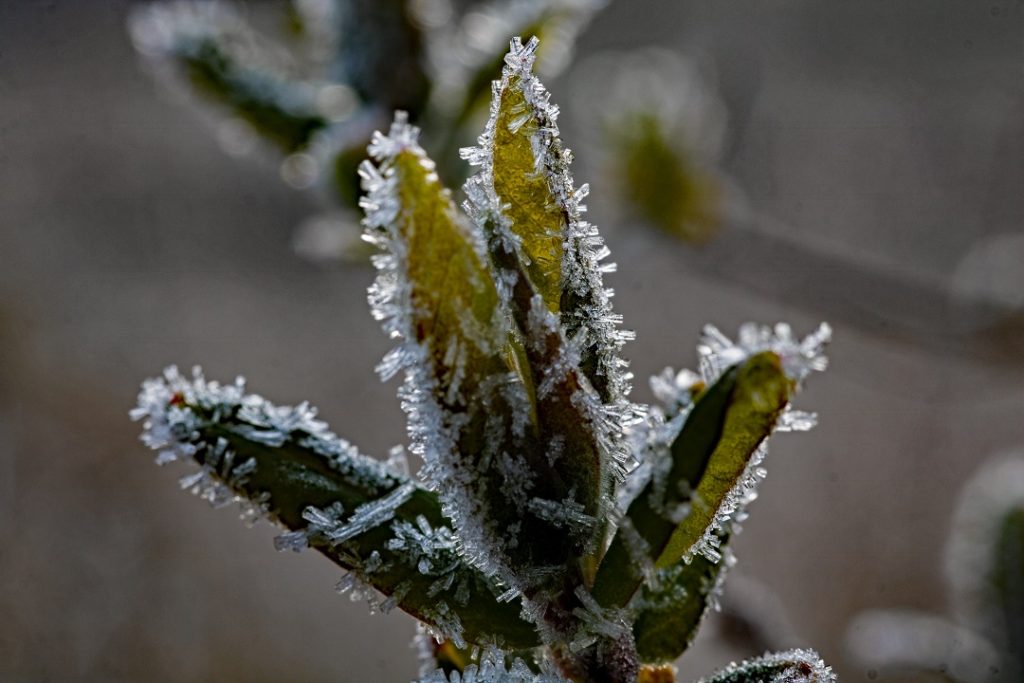 frost on bud