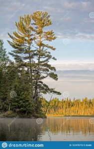 dreamstime stock photo nogies creek pine tree