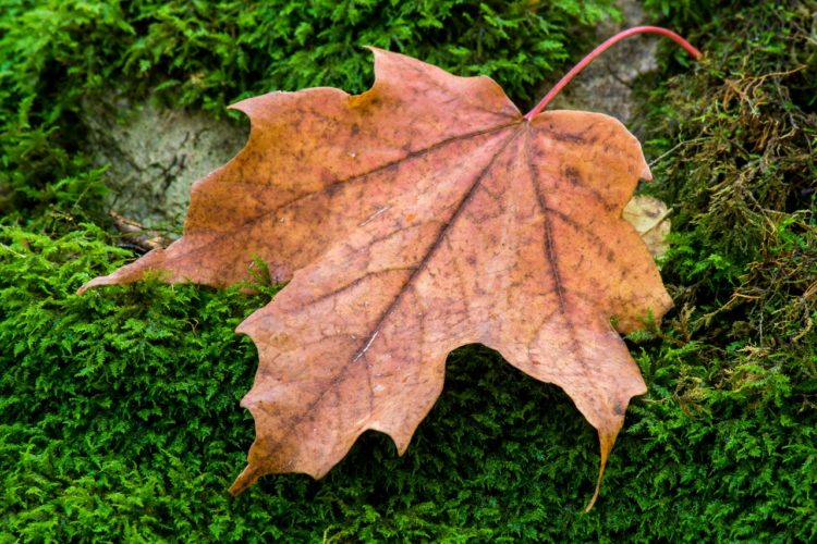 monora park fall colours