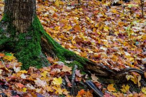 monora park fall colours
