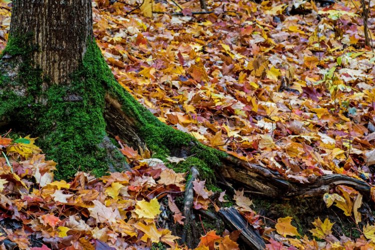 monora park fall colours