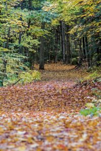 monora park fall colours