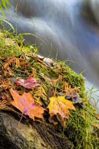 pine river bruce trail