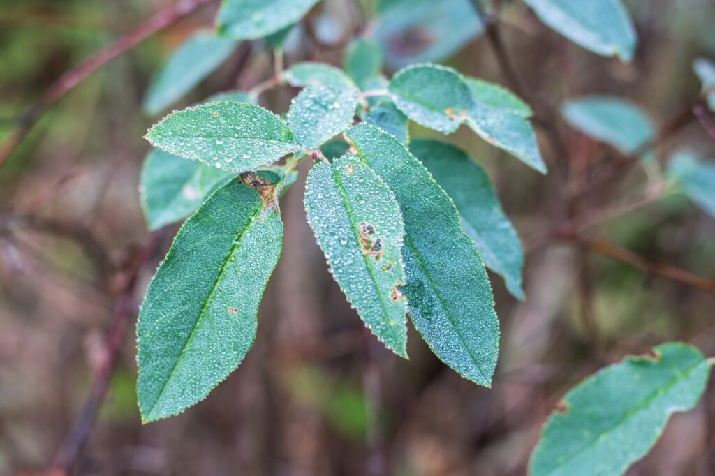kawartha higlands provincial park signature site trail