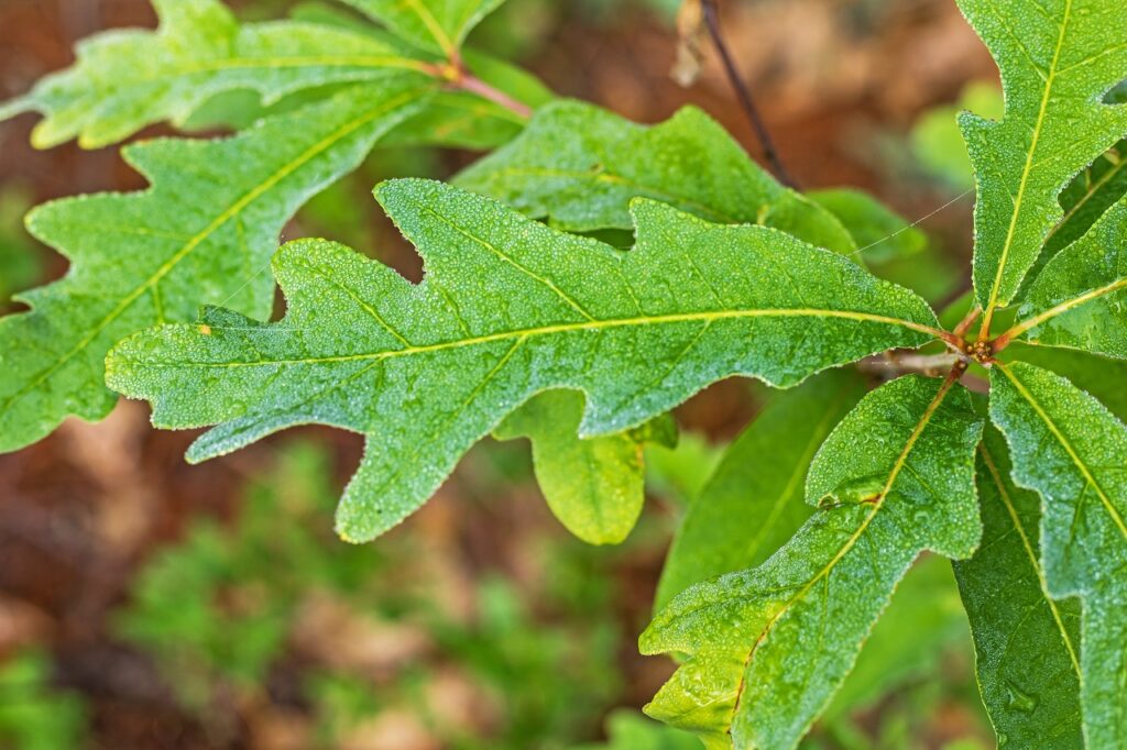 kawartha higlands provincial park signature site trail