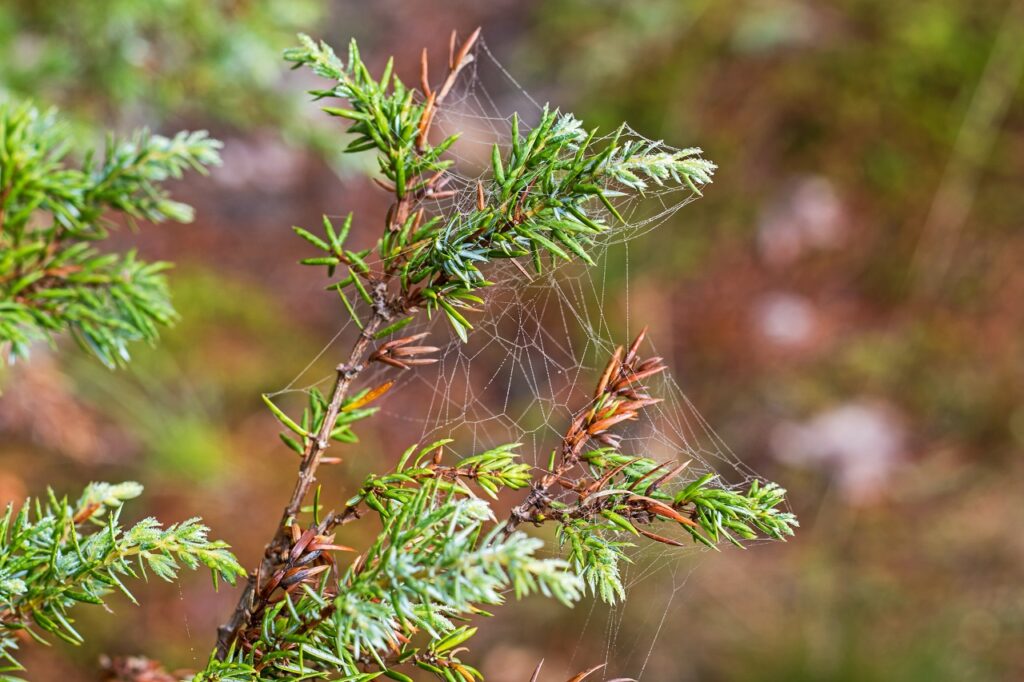 kawartha higlands provincial park signature site trail