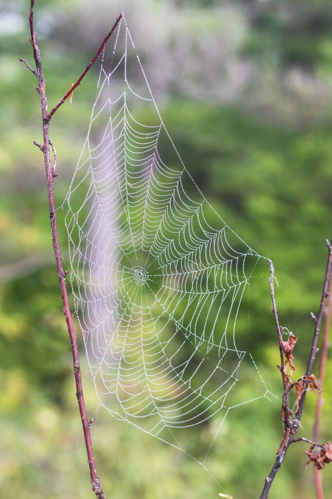 kawartha higlands provincial park signature site trail